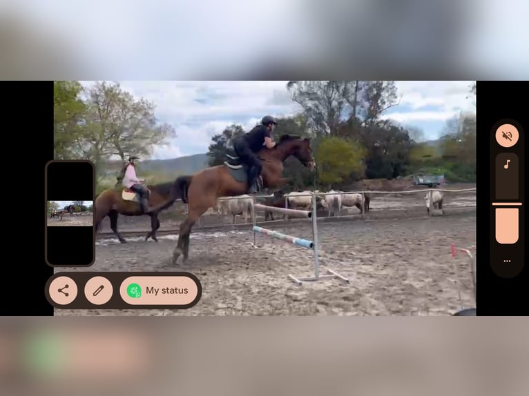 Spanisches Sportpferd Stute 8 Jahre 170 cm Dunkelbrauner in Beranga