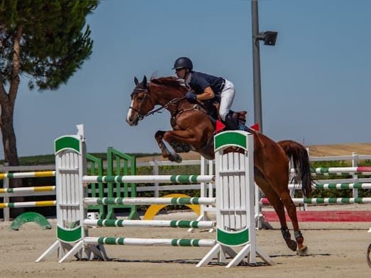 Spanisches Sportpferd Stute 8 Jahre 170 cm Fuchs in Alcorcon