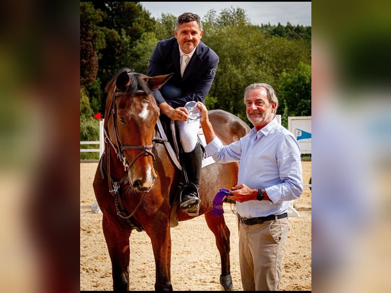 Spanisches Sportpferd Stute 8 Jahre 172 cm Brauner in Medico Cebreiro