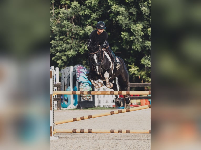 Spanisches Sportpferd Stute 8 Jahre 173 cm Rappe in Bunyola