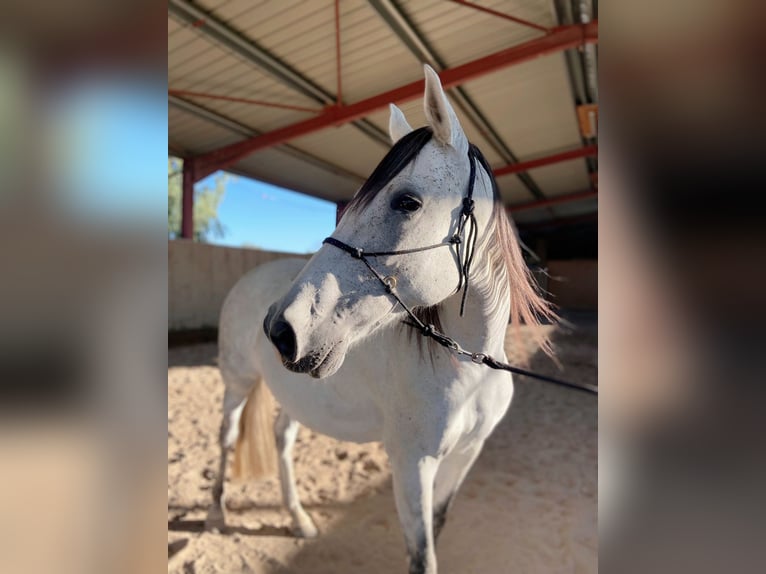 Spanisches Sportpferd Stute 9 Jahre 156 cm Fliegenschimmel in Scheibenhardt