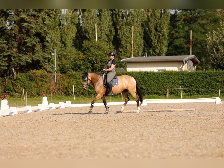 Spanisches Sportpferd Stute 9 Jahre 158 cm Buckskin in Gera