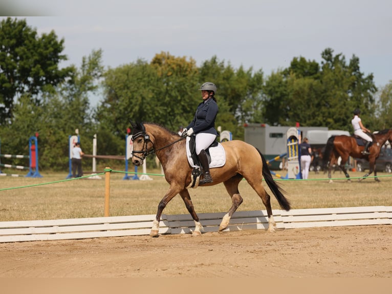 Spanisches Sportpferd Stute 9 Jahre 158 cm Buckskin in Gera