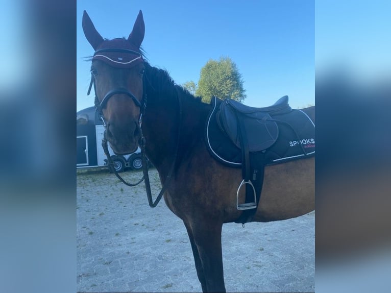 Spanisches Sportpferd Stute 9 Jahre 160 cm Dunkelbrauner in Willstätt