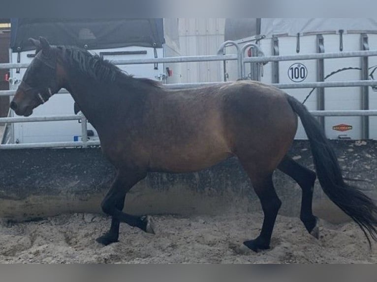 Spanisches Sportpferd Stute 9 Jahre 160 cm Dunkelbrauner in Willstätt