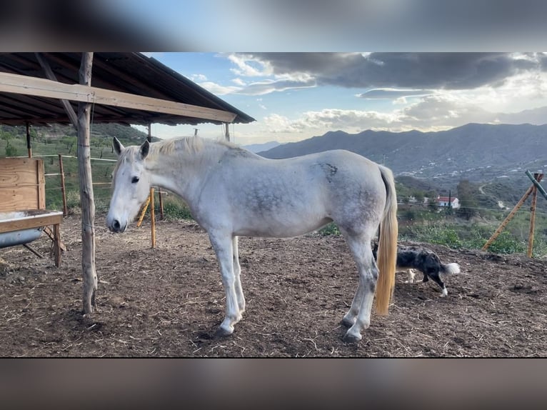 Spanisches Sportpferd Stute 9 Jahre 165 cm Schimmel in Malaga