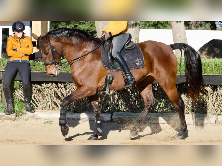 Spanisches Sportpferd Stute 9 Jahre 170 cm Rotbrauner in NAVAS DEL MADRONO