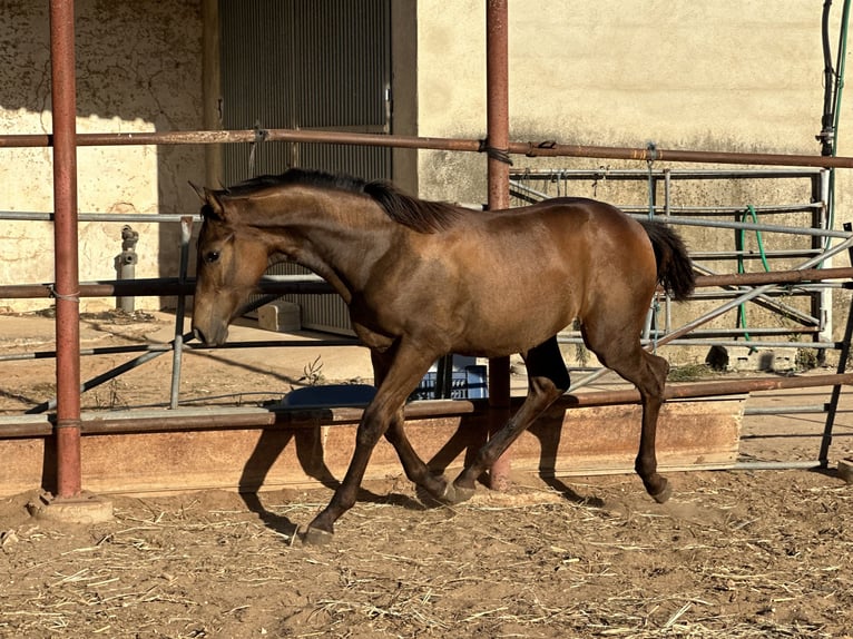 Spanisches Sportpferd Mix Stute Fohlen (04/2024) 137 cm Hellbrauner in Tavernes De La Valldigna, De (Playa)