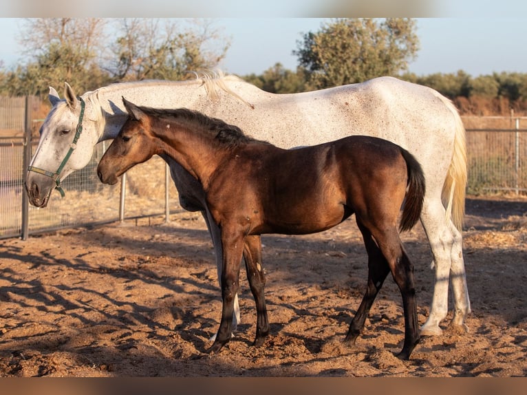 Spanisches Sportpferd Stute Fohlen (01/2025) in Bencarron (Utrera)