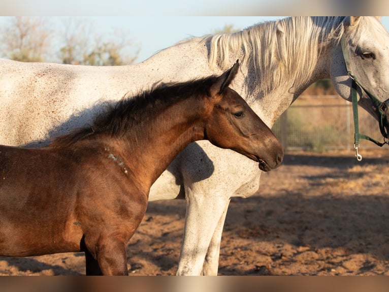 Spanisches Sportpferd Stute Fohlen (01/2025) in Bencarron (Utrera)