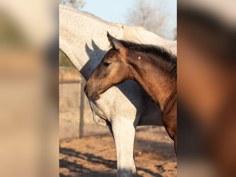Spanisches Sportpferd Stute Fohlen (01/2025) in Bencarron (Utrera)
