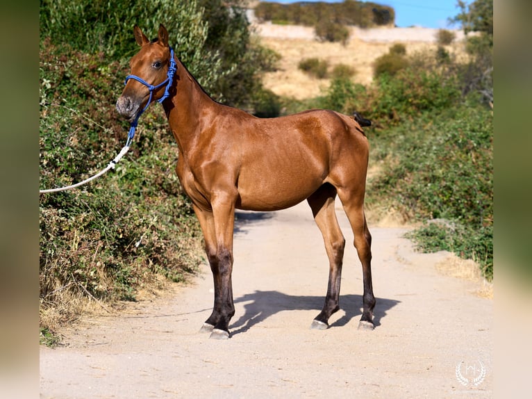 Spanisches Sportpferd Stute Fohlen (01/2026) Tigerschecke in Navalperal De Pinares