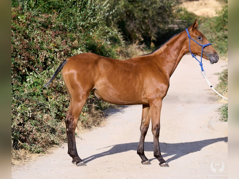 Spanisches Sportpferd Stute Fohlen (01/2026) Tigerschecke in Navalperal De Pinares