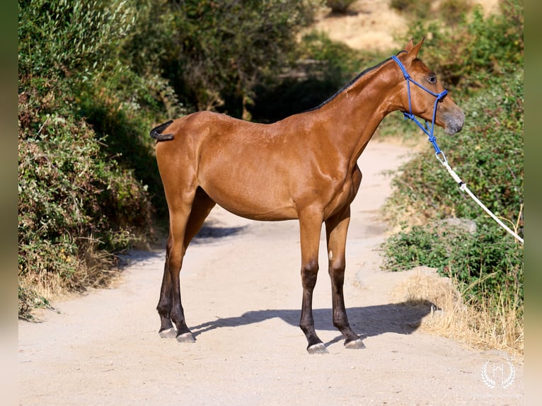 Spanisches Sportpferd Stute Fohlen (01/2026) Tigerschecke in Navalperal De Pinares