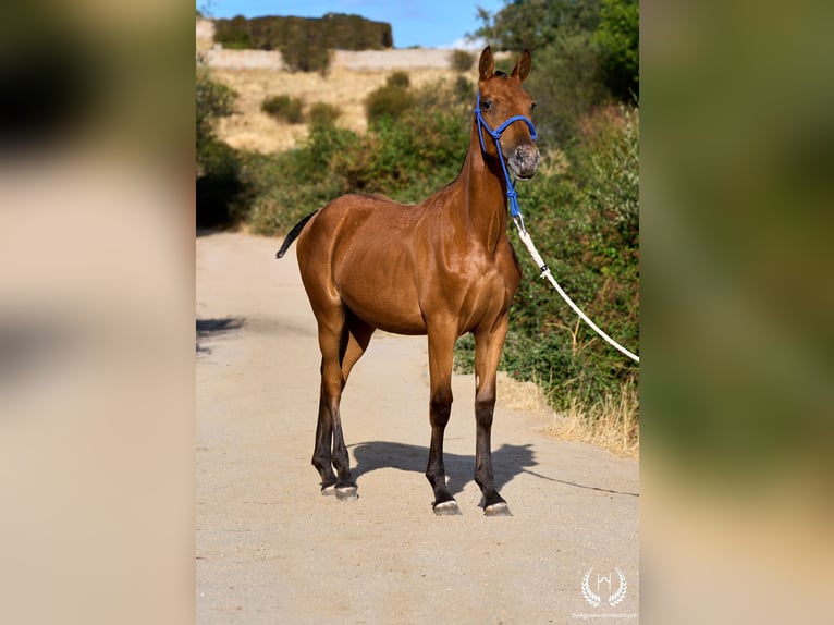 Spanisches Sportpferd Stute Fohlen (01/2026) Tigerschecke in Navalperal De Pinares