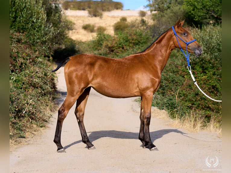 Spanisches Sportpferd Stute Fohlen (01/2026) Tigerschecke in Navalperal De Pinares