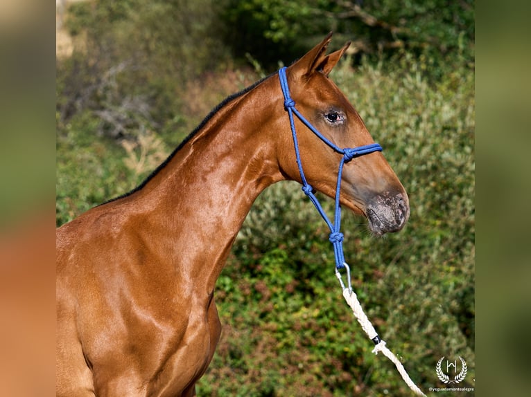 Spanisches Sportpferd Stute Fohlen (01/2026) Tigerschecke in Navalperal De Pinares