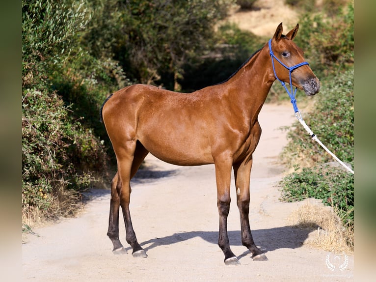 Spanisches Sportpferd Stute Fohlen (01/2026) Tigerschecke in Navalperal De Pinares