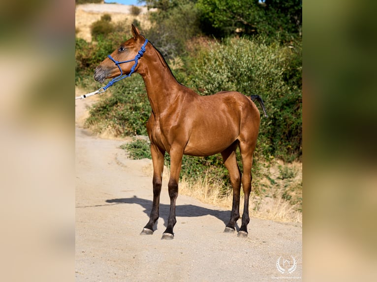 Spanisches Sportpferd Stute Fohlen (01/2026) Tigerschecke in Navalperal De Pinares