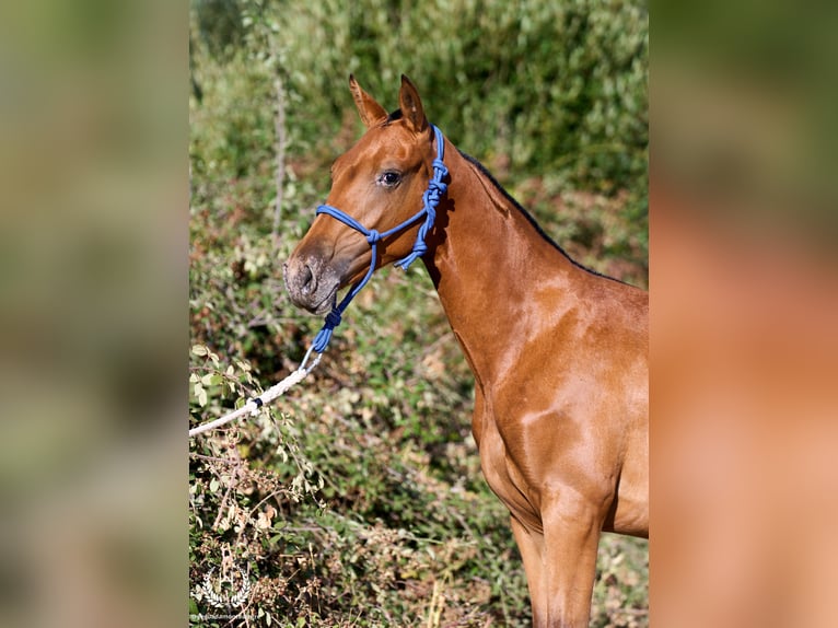 Spanisches Sportpferd Stute Fohlen (01/2026) Tigerschecke in Navalperal De Pinares