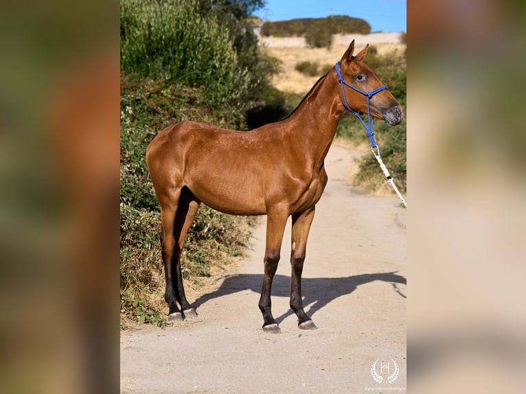 Spanisches Sportpferd Stute Fohlen (01/2026) Tigerschecke in Navalperal De Pinares