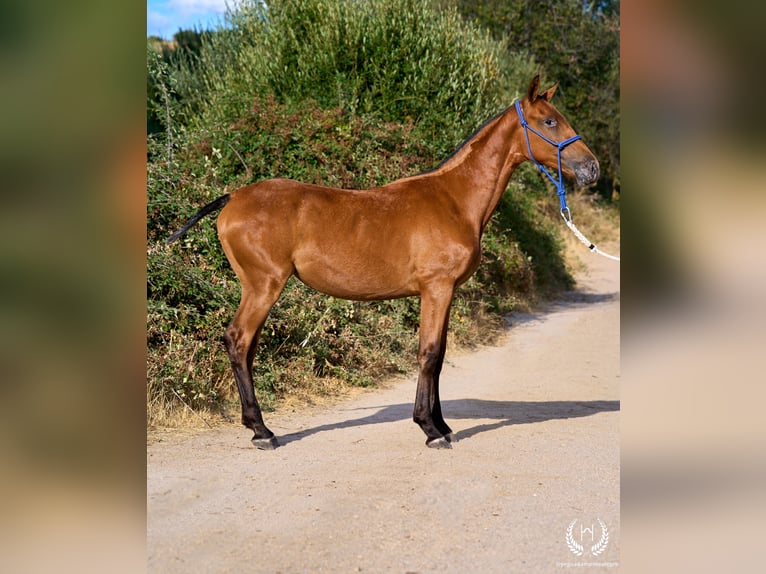 Spanisches Sportpferd Stute Fohlen (01/2026) Tigerschecke in Navalperal De Pinares