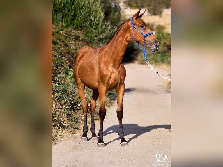 Spanisches Sportpferd Stute Fohlen (01/2026) Tigerschecke in Navalperal De Pinares