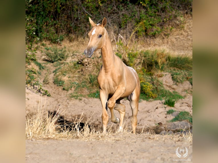Spanisches Sportpferd Stute Fohlen (05/2026) Tigerschecke in Navalperal De Pinares
