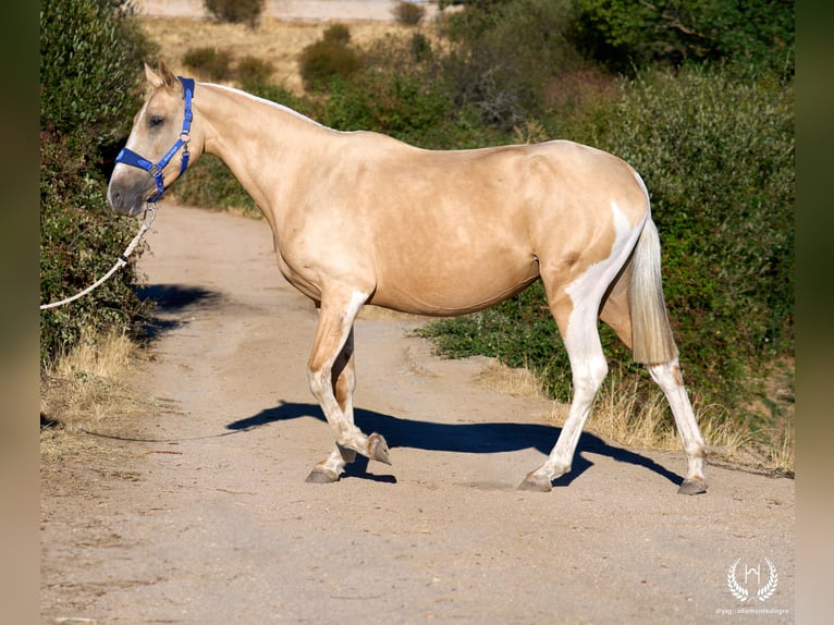 Spanisches Sportpferd Stute Fohlen (05/2026) Tigerschecke in Navalperal De Pinares