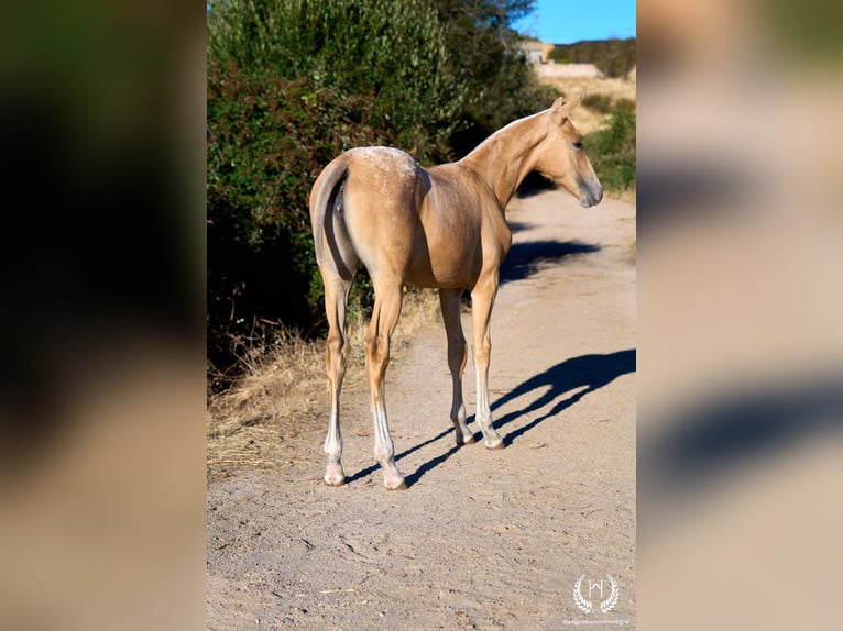 Spanisches Sportpferd Stute Fohlen (05/2026) Tigerschecke in Navalperal De Pinares