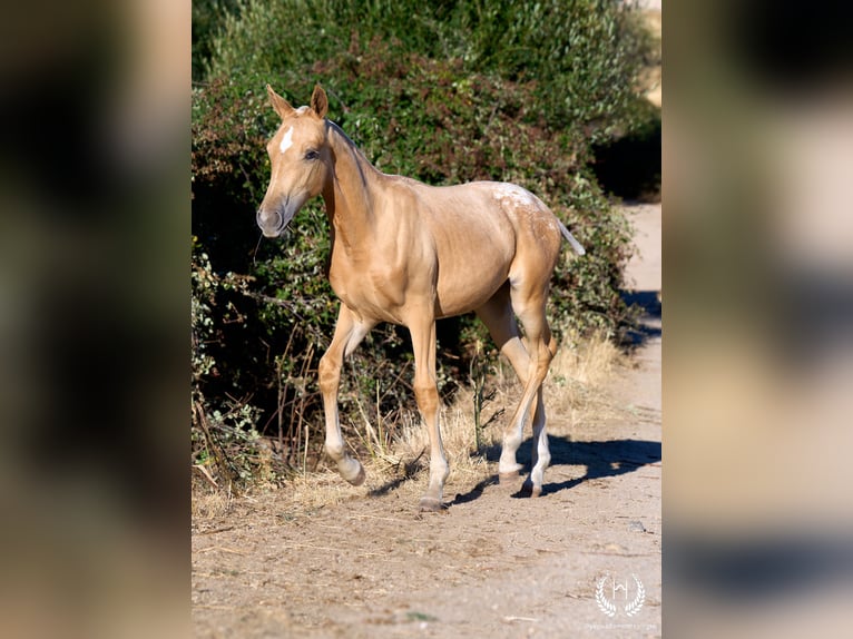 Spanisches Sportpferd Stute Fohlen (05/2026) Tigerschecke in Navalperal De Pinares