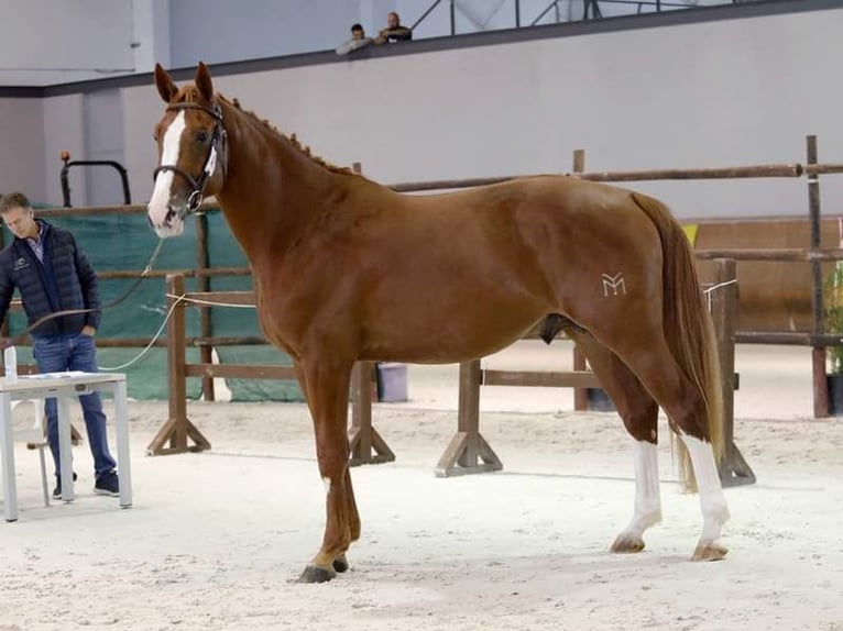 Spanisches Sportpferd Stute Fohlen (05/2024) Tigerschecke in Navalperal De Pinares