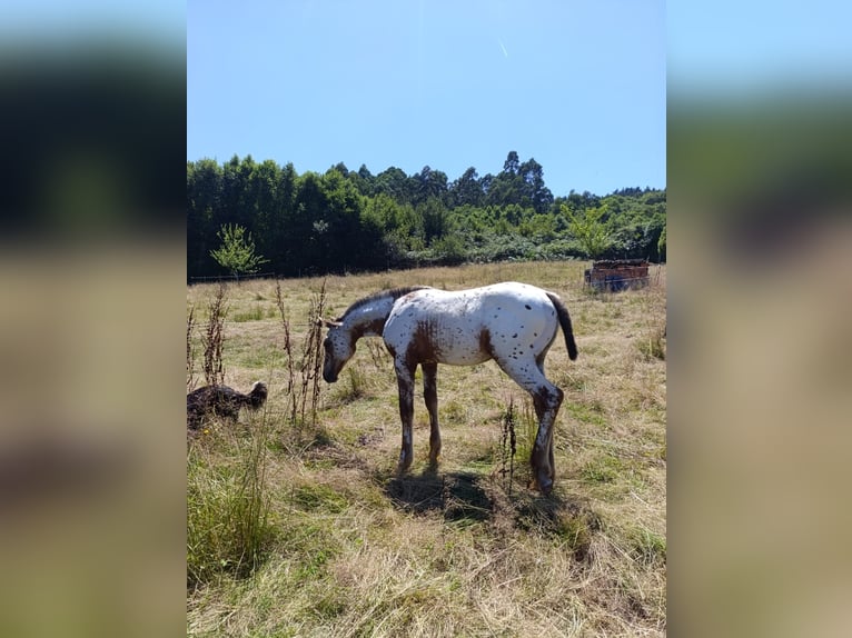 Spanisches Sportpferd Stute Fohlen (04/2025) Tigerschecke in Cudillero