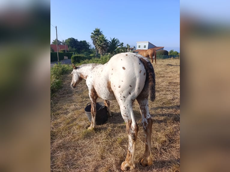 Spanisches Sportpferd Stute Fohlen (04/2025) Tigerschecke in Cudillero