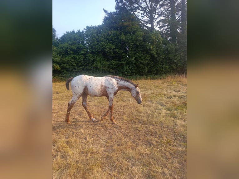 Spanisches Sportpferd Stute Fohlen (04/2025) Tigerschecke in Cudillero