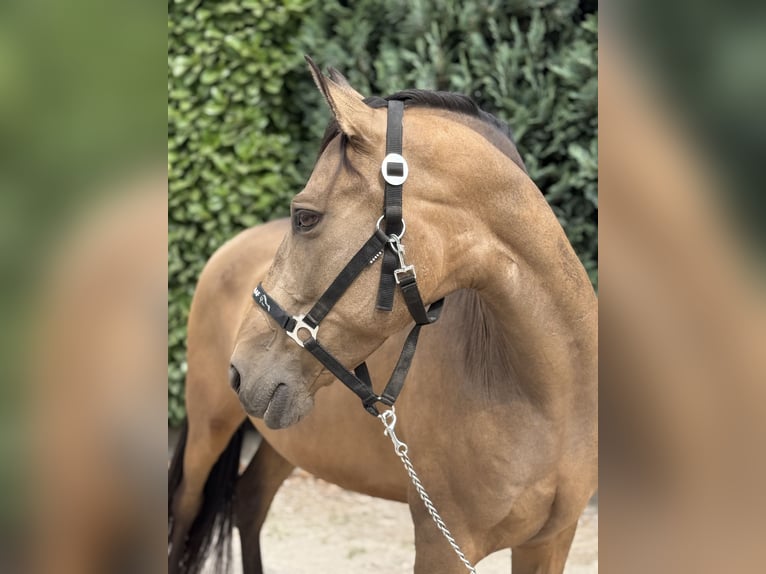 Spanisches Sportpferd Wallach 10 Jahre 147 cm Buckskin in Oud Gastel