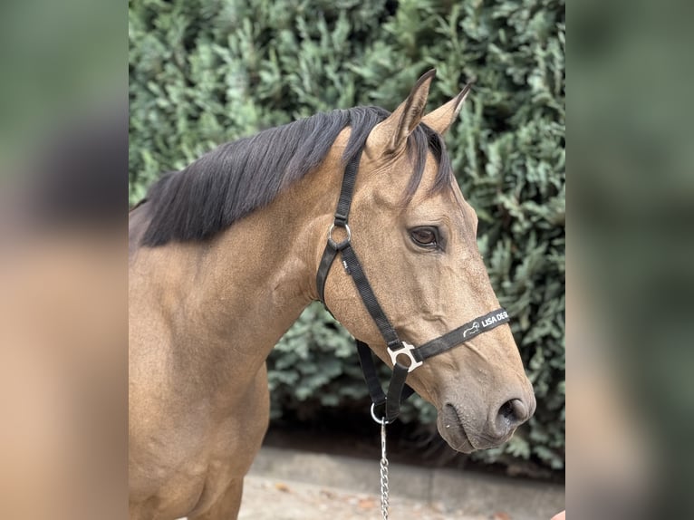 Spanisches Sportpferd Wallach 10 Jahre 147 cm Buckskin in Oud Gastel