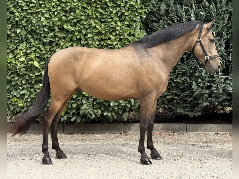 Spanisches Sportpferd Wallach 10 Jahre 147 cm Buckskin in Oud Gastel