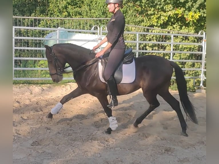 Spanisches Sportpferd Wallach 10 Jahre 158 cm Rappe in Lage