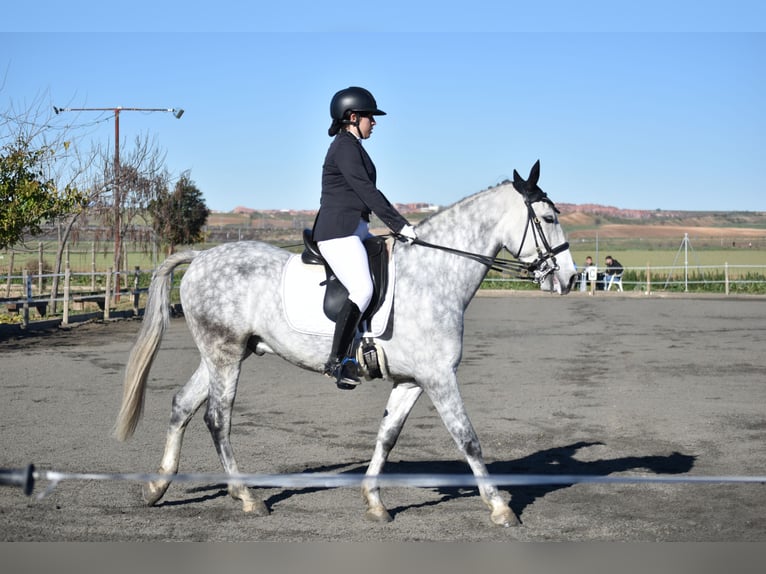 Spanisches Sportpferd Wallach 10 Jahre 160 cm Apfelschimmel in Barrio De El Castillo