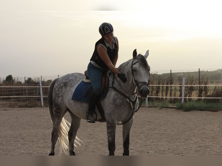 Spanisches Sportpferd Wallach 10 Jahre 160 cm Apfelschimmel in Barrio De El Castillo