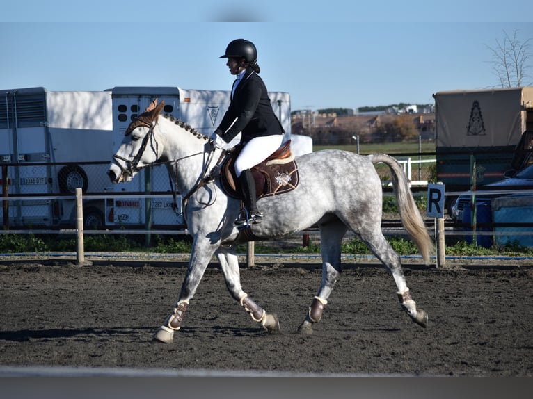 Spanisches Sportpferd Wallach 10 Jahre 160 cm Apfelschimmel in Barrio De El Castillo