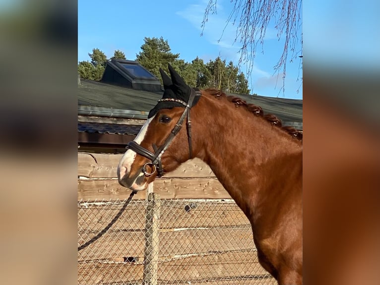 Spanisches Sportpferd Wallach 10 Jahre 163 cm Fuchs in Eickhof