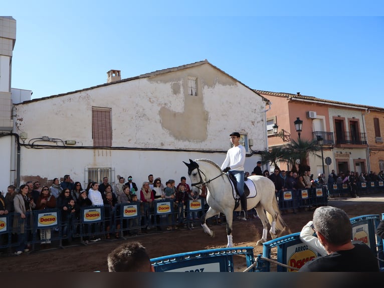 Spanisches Sportpferd Wallach 10 Jahre 164 cm Schimmel in Benagolf (San Antonio) (Urbanizacion)