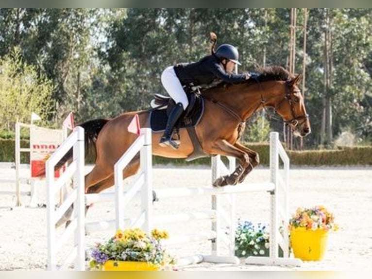 Spanisches Sportpferd Wallach 10 Jahre 165 cm Dunkelbrauner in Redondela