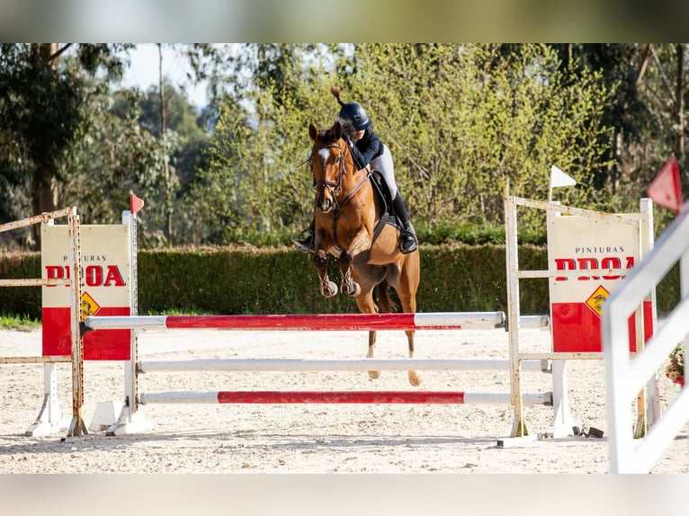 Spanisches Sportpferd Wallach 10 Jahre 165 cm Dunkelbrauner in Redondela