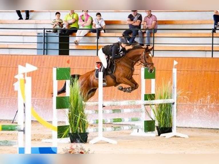 Spanisches Sportpferd Wallach 10 Jahre 165 cm Dunkelbrauner in Redondela
