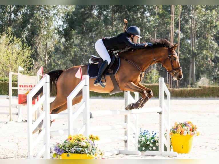 Spanisches Sportpferd Wallach 10 Jahre 165 cm Dunkelbrauner in Redondela