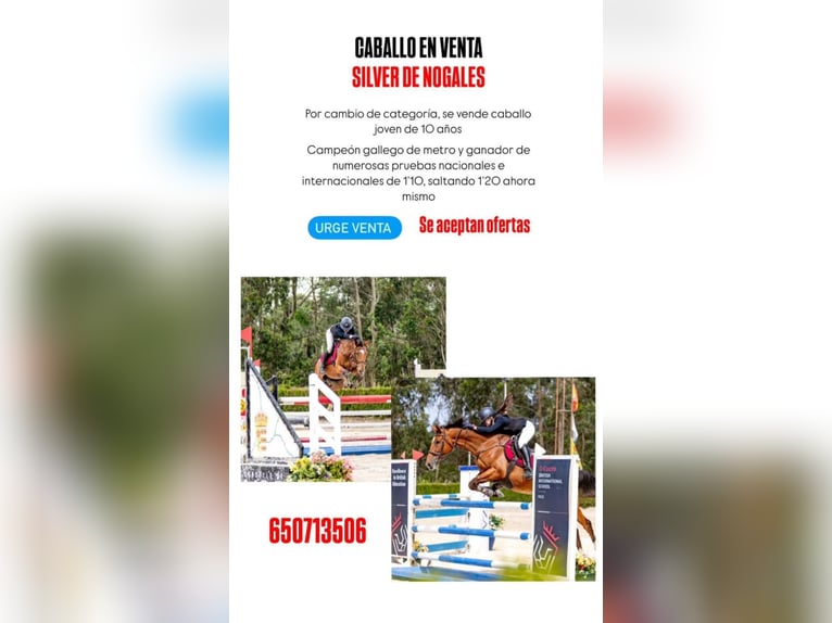 Spanisches Sportpferd Wallach 10 Jahre 165 cm Dunkelbrauner in Redondela