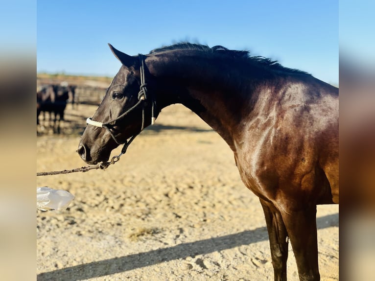 Spanisches Sportpferd Wallach 10 Jahre 165 cm Rappe in Madrid